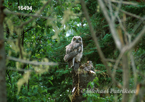 Bubo virginianus